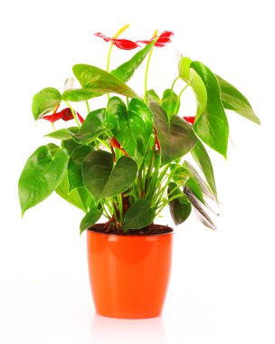 Anthurium with red flowers in brown flowerpot, isolated clipart