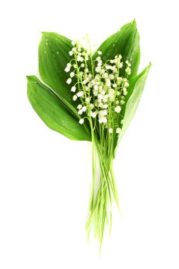 Lily-of--beyaz vadi