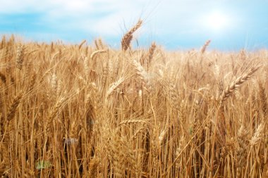 Yaz aylarında mavi gökyüzü arka plan üzerinde buğday alanı