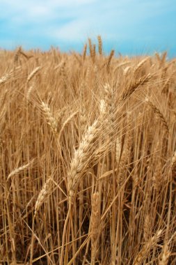 Wheat fieldready for harvest growing clipart