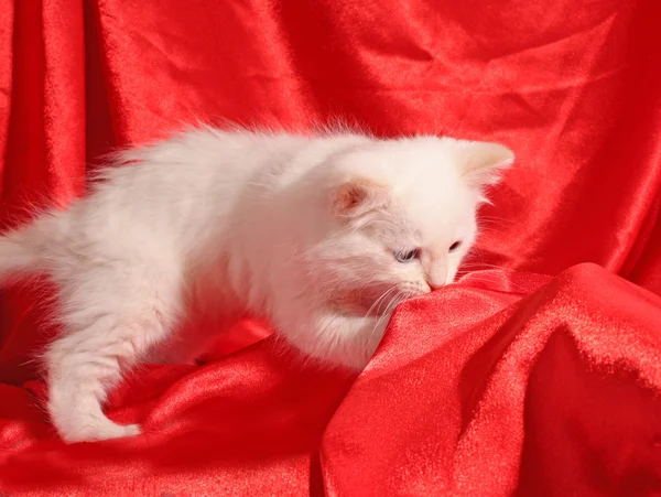 Ung, hvit kattunge med rød bakgrunn – stockfoto