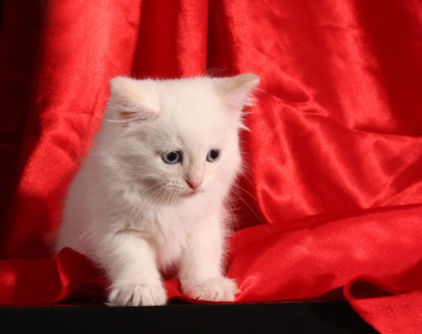 Молодой белый котенок на красном фоне — стоковое фото