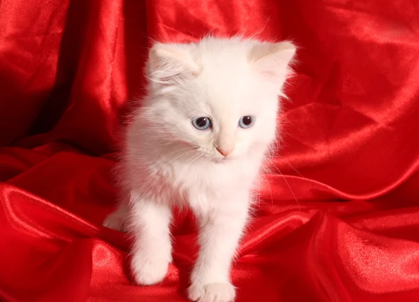 Young white kitten on black background — Stock Photo, Image