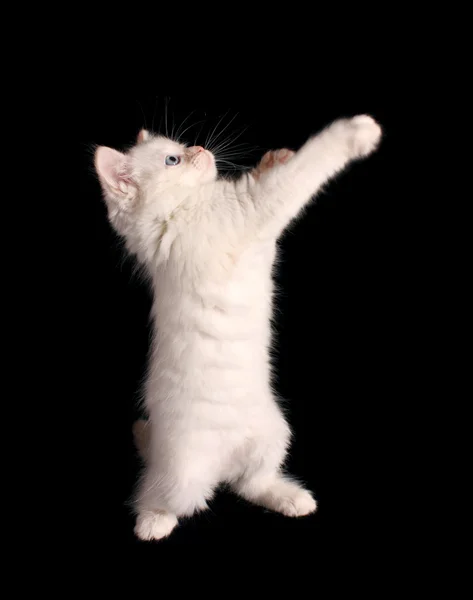 Young white kitten on black background — Stock Photo, Image