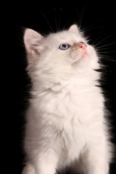 黒の背景に若い白い子猫 — ストック写真