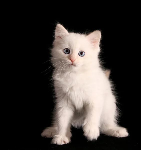 Młody kotek biały na czarnym tle — Zdjęcie stockowe