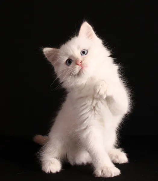 Młody kotek biały na czarnym tle — Zdjęcie stockowe