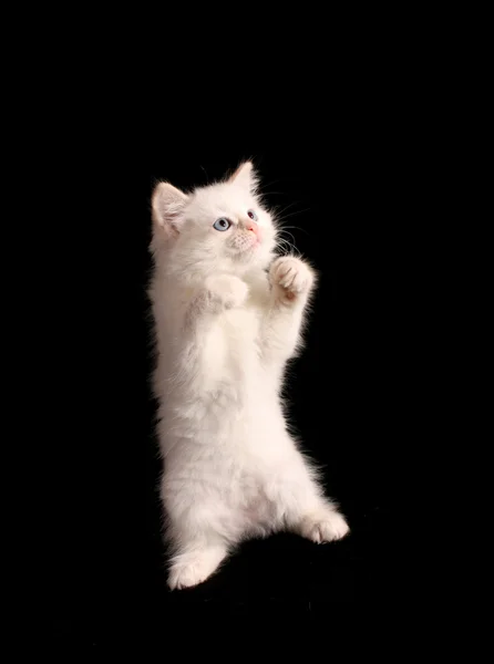 黑色背景上的年轻白色小猫 — 图库照片