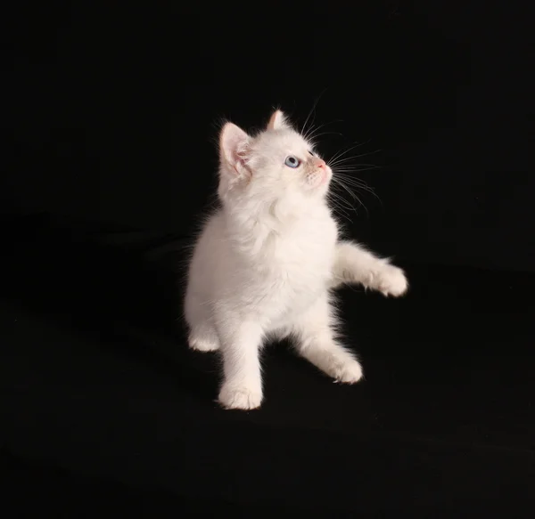 stock image Young white kitten on black background