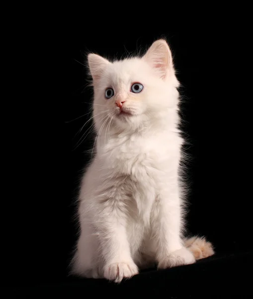 Mladé bílé kotě na černém pozadí — Stock fotografie