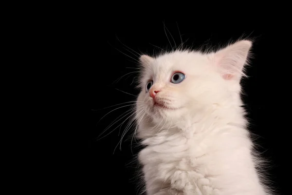 Junge weiße Kätzchen auf schwarzem Hintergrund — Stockfoto