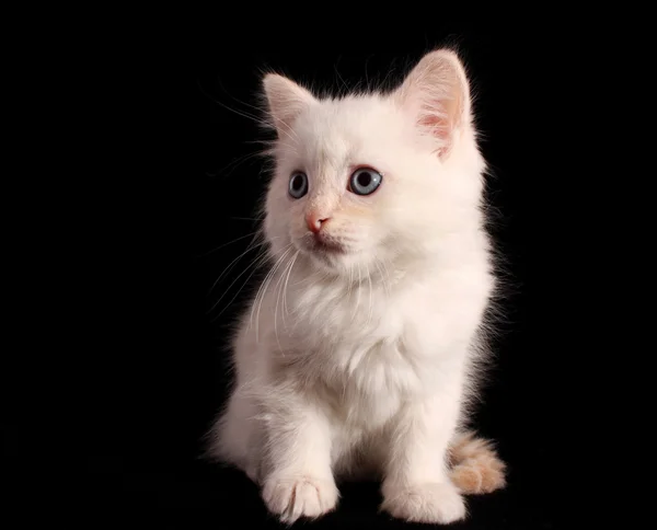Молодой белый котенок на черном фоне — стоковое фото
