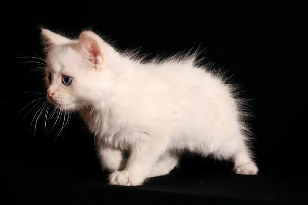 Jeune chaton blanc sur fond noir — Photo