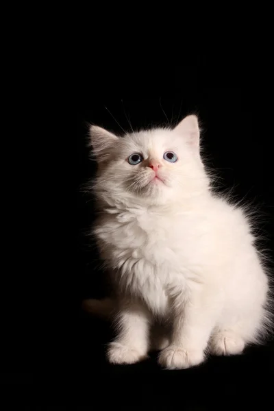 Giovane gattino bianco su sfondo nero — Foto Stock
