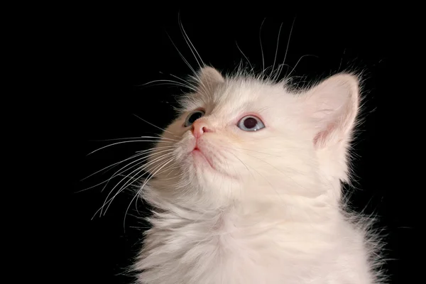 Ung vit kattunge på svart bakgrund — Stockfoto