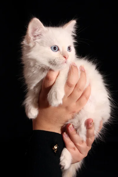 Młody biały kotek na ręce na czarnym tle — Zdjęcie stockowe
