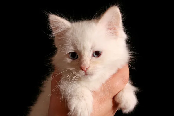 Giovane gattino bianco su sfondo nero — Foto Stock