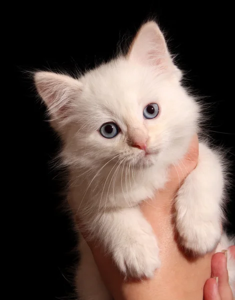 stock image Young white kitten on black background