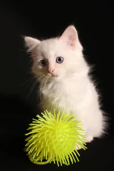 Jonge witte kitten op zwarte achtergrond — Stockfoto
