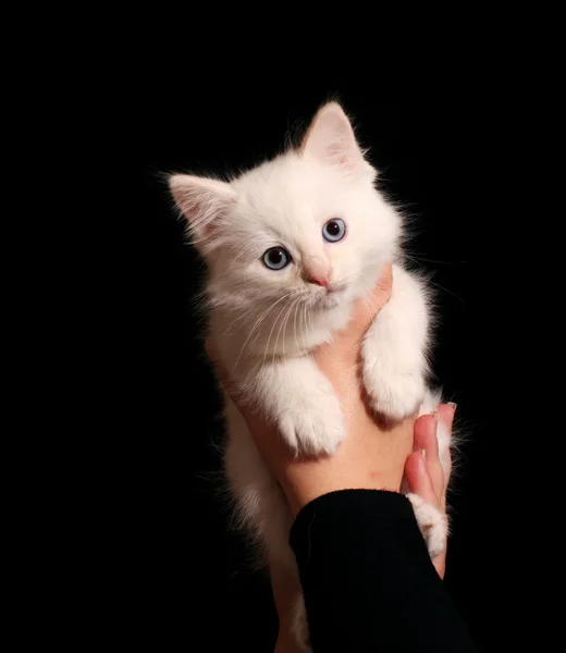 stock image Young white kitten on black background