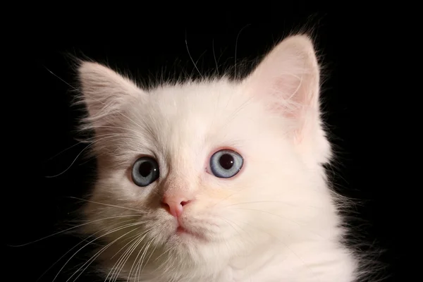 Joven gatito blanco sobre fondo negro — Foto de Stock