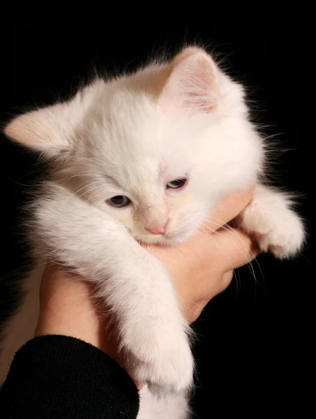 Jonge witte kitten op zwarte achtergrond — Stockfoto