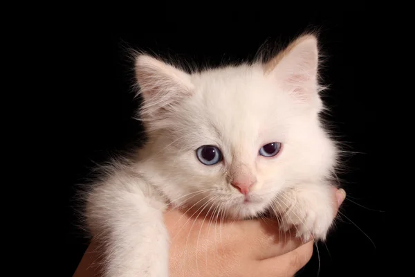 stock image Young white kitten on black background