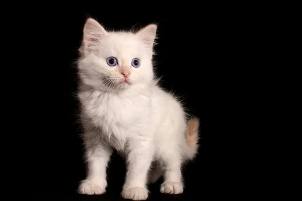 黒の背景に若い白い子猫 — ストック写真
