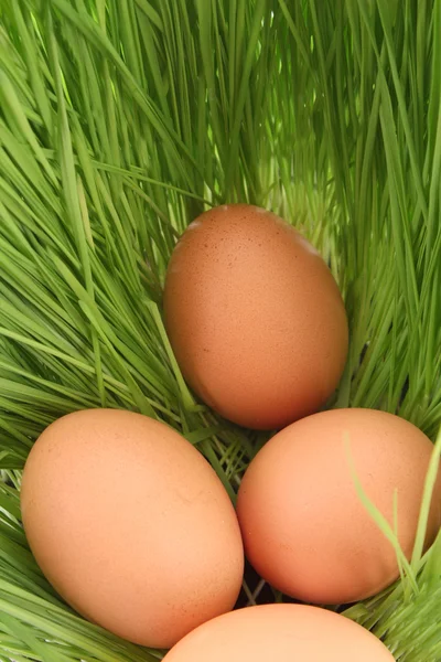 Ovos de um pássaro em uma grama verde — Fotografia de Stock