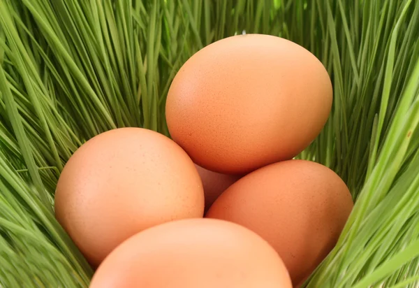 Eggs of a bird in a green grass — Stock Photo, Image