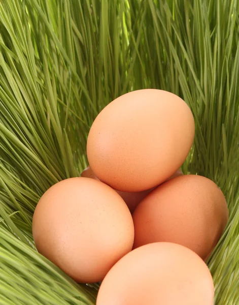 Αυγά της ένα πουλί σε ένα πράσινο γρασίδι — Φωτογραφία Αρχείου