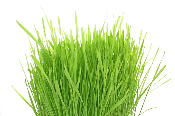 Izolowana zielona trawa na białym tle — Zdjęcie stockowe