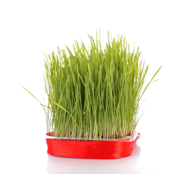 Isolerat grönt gräs på vit bakgrund — Stockfoto