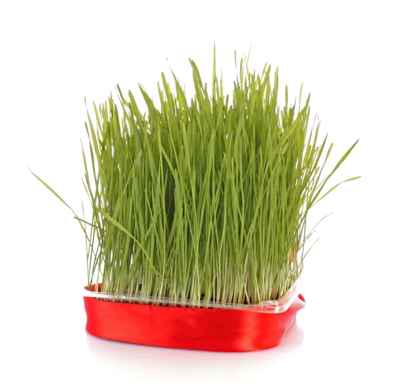 Изолированная зеленая трава на белом фоне — стоковое фото