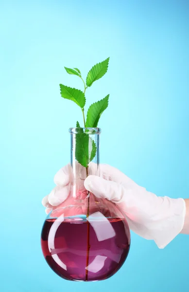 Test tube with plants and hand — Stock Photo, Image