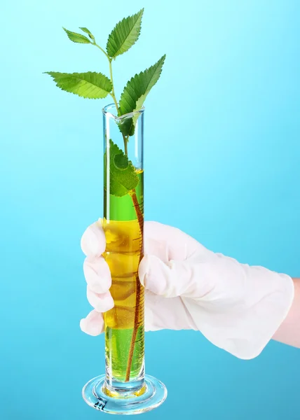 Plants in a test tube — Stock Photo, Image