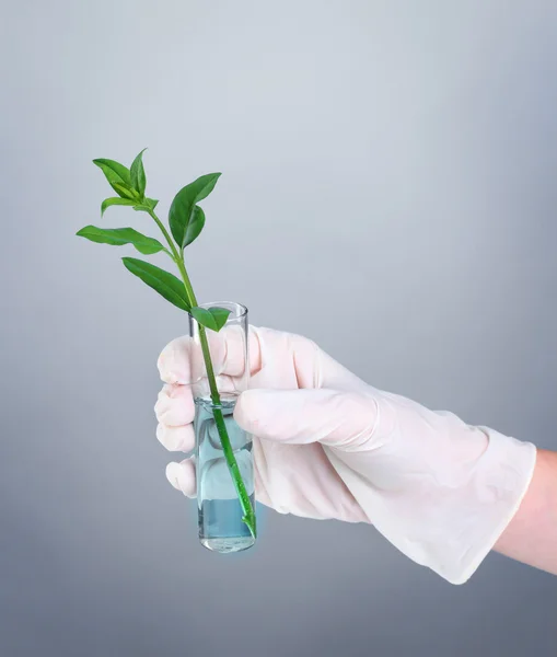 Reagenzglas mit Pflanzen — Stockfoto