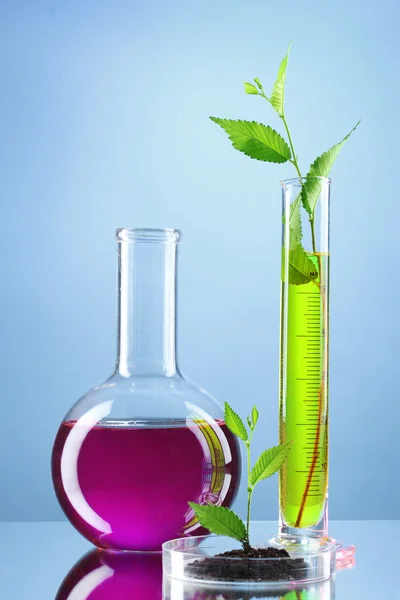 테스트 튜브에 있는 식물 — 스톡 사진