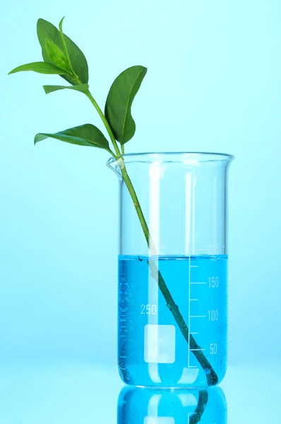 Planten in een reageerbuis — Stockfoto