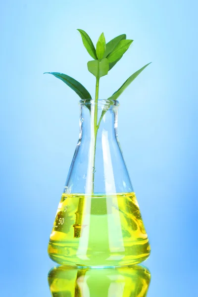 Pflanzen im Reagenzglas — Stockfoto