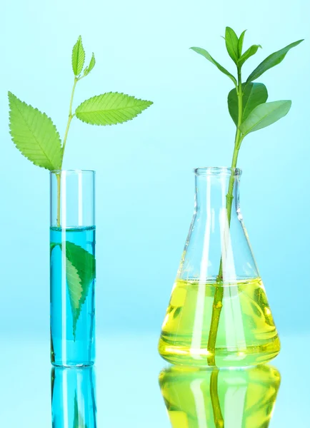 Plants in a test tube — Stock Photo, Image