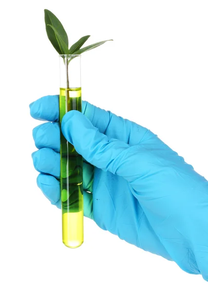 Plant in a test tube — Stock Photo, Image