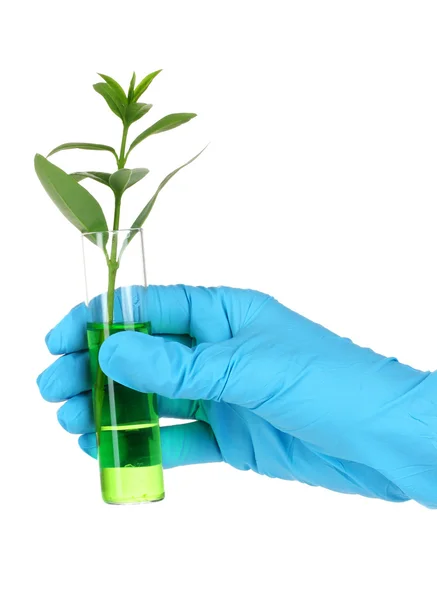 Plant in a test tube — Stock Photo, Image