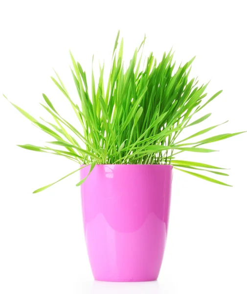 Grass in de heldere een bloempot geïsoleerd op wit — Stockfoto