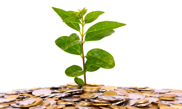 Mince peníze s rostoucí zelený list — Stock fotografie