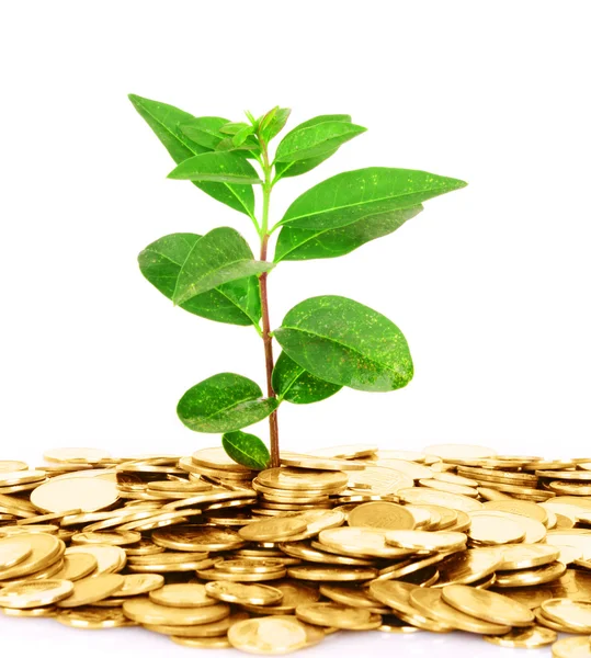 Coin money with green leaf growing — Stock Photo, Image
