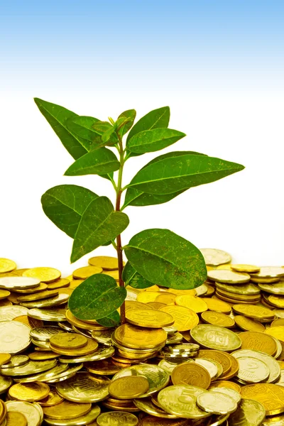 Gouden munt geld met groen blad groeiende — Stockfoto