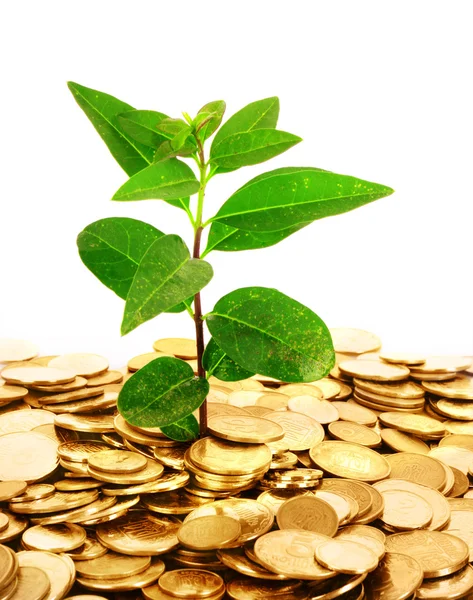 Moneta denaro con foglia verde crescente — Foto Stock