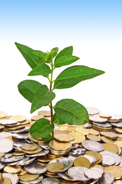 Mince peníze s rostoucí zelený list — Stock fotografie