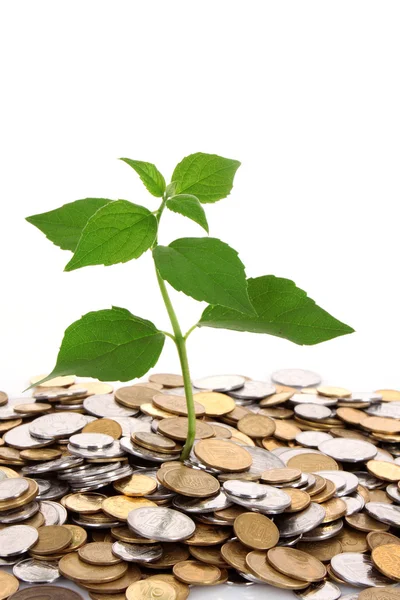 Münzgeld mit wachsendem grünen Blatt — Stockfoto
